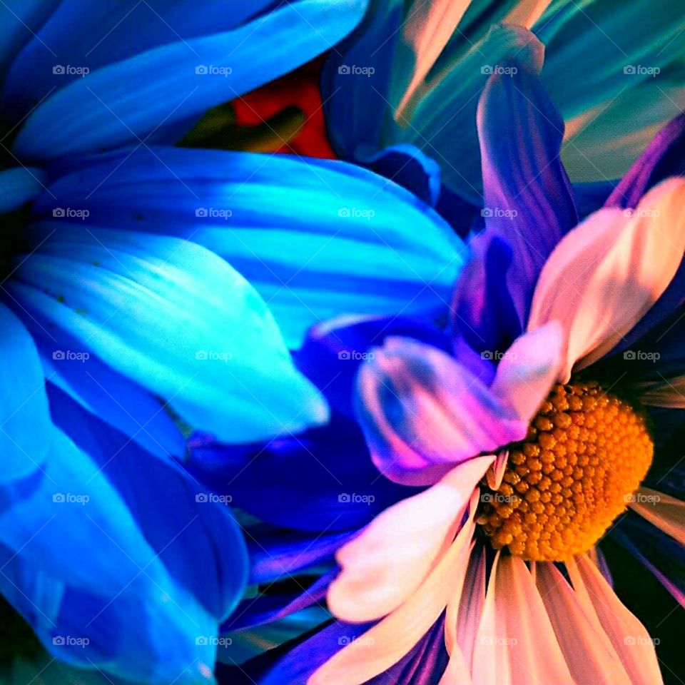 Flower, Color, Nature, Bright, Abstract