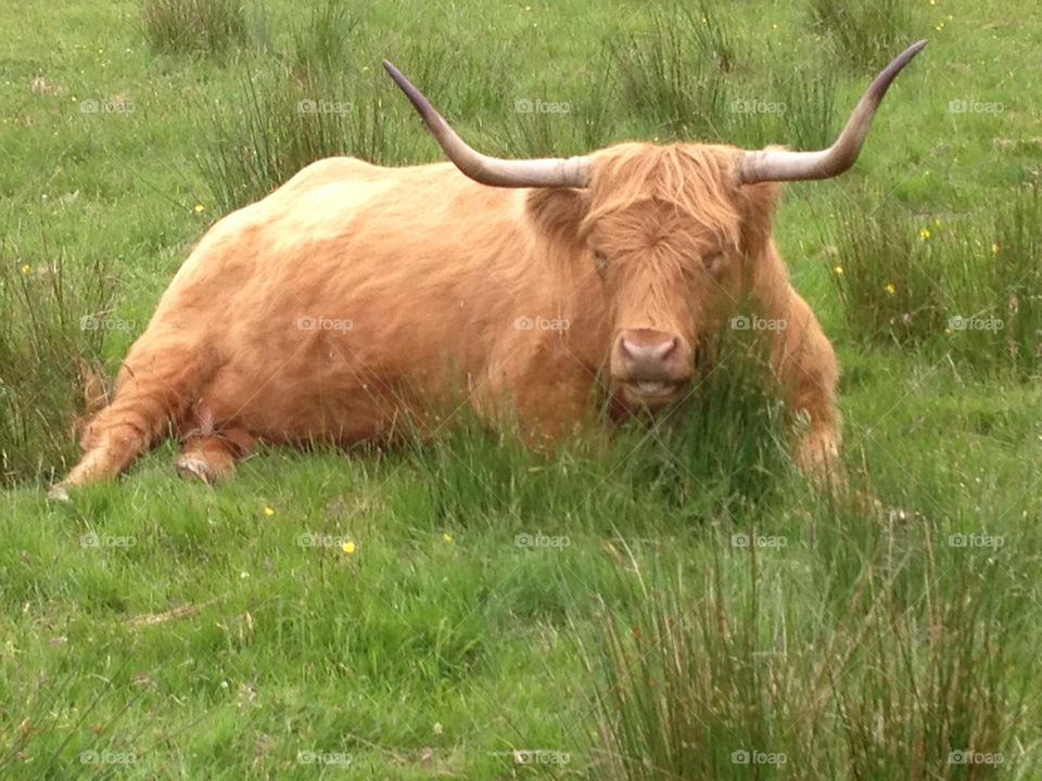 grass summer scotland horn by jimbo