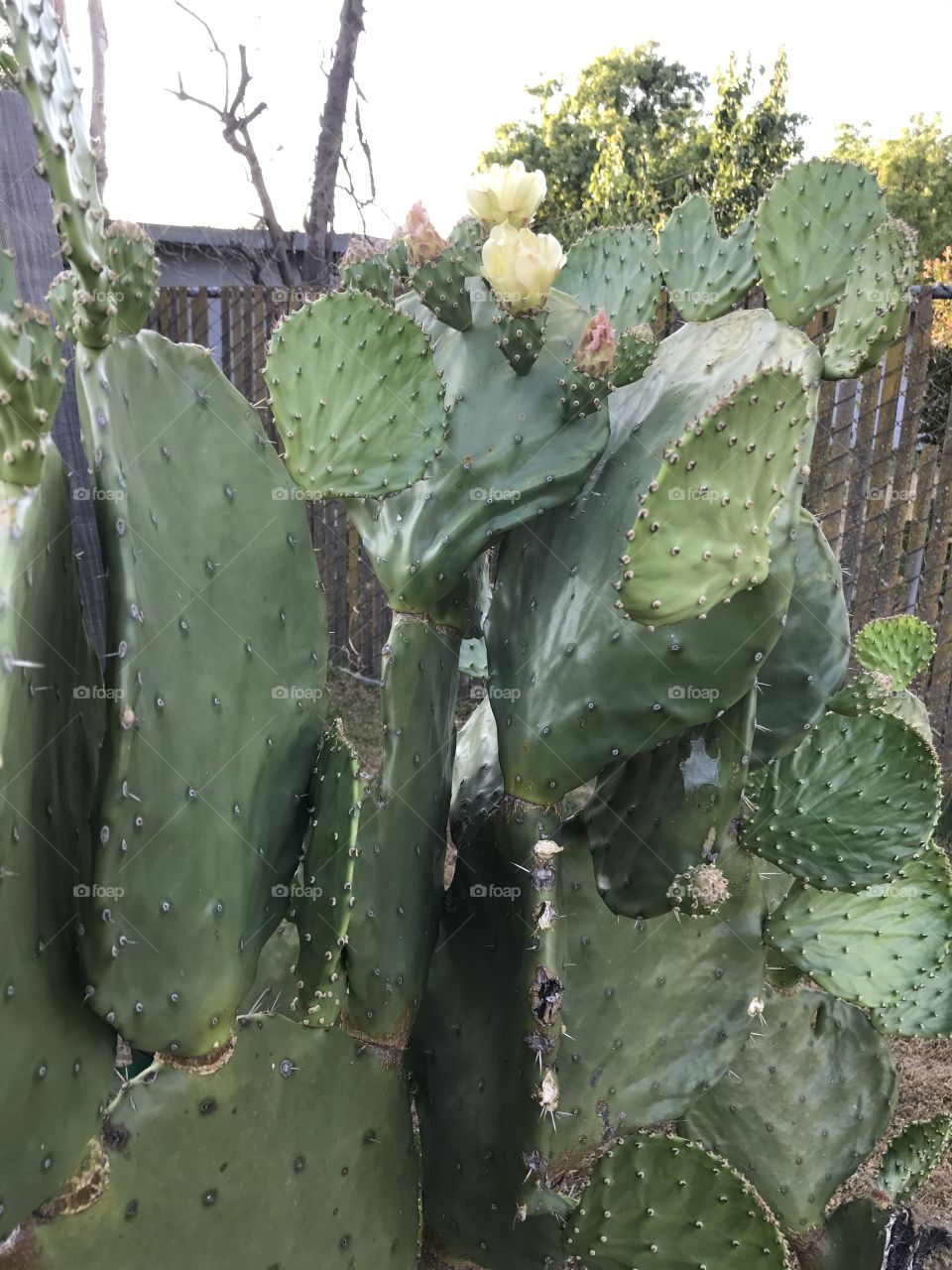 Cactus, Succulent, Spine, Sharp, Prickly