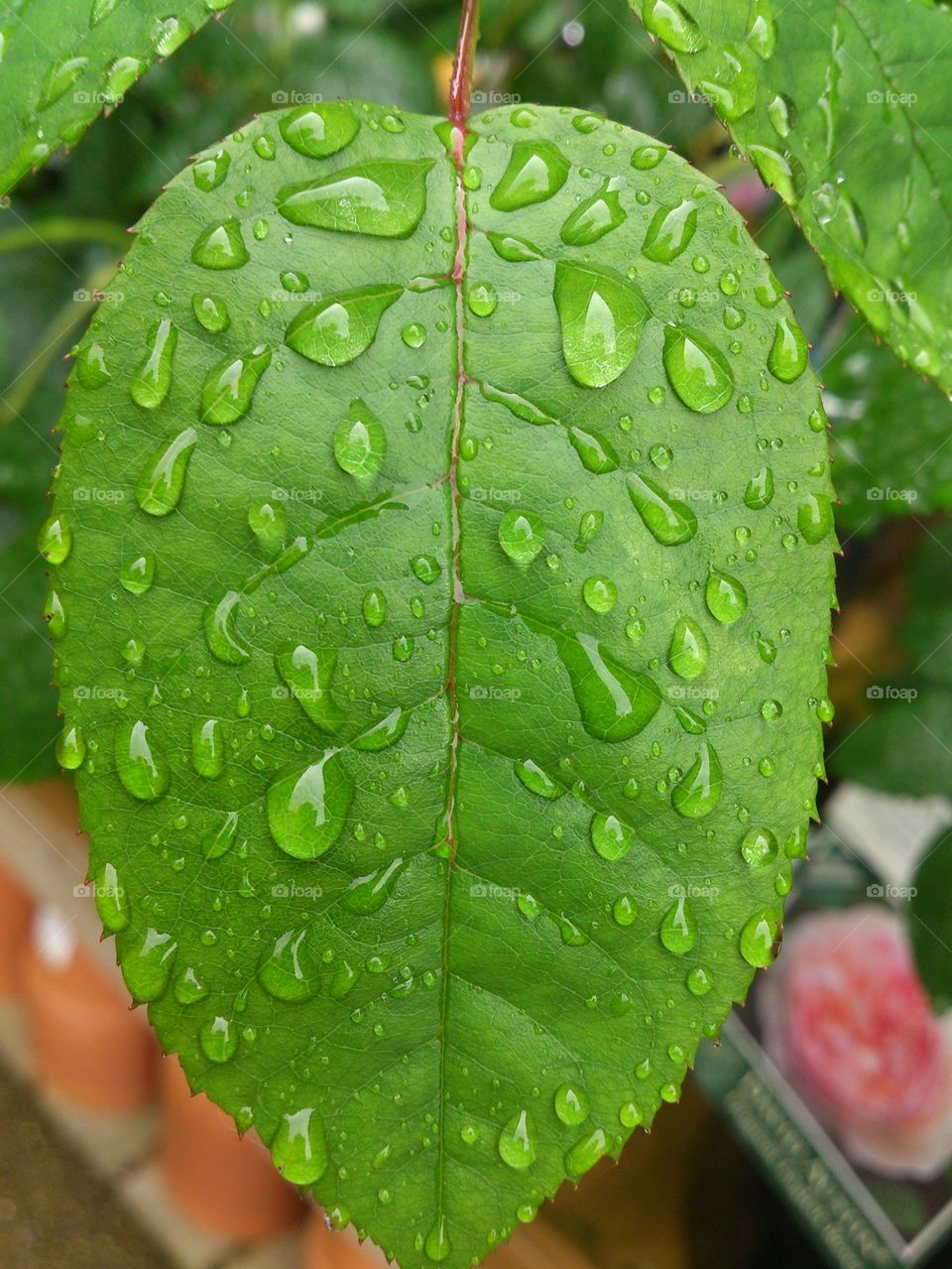 Rain droplets on leaf