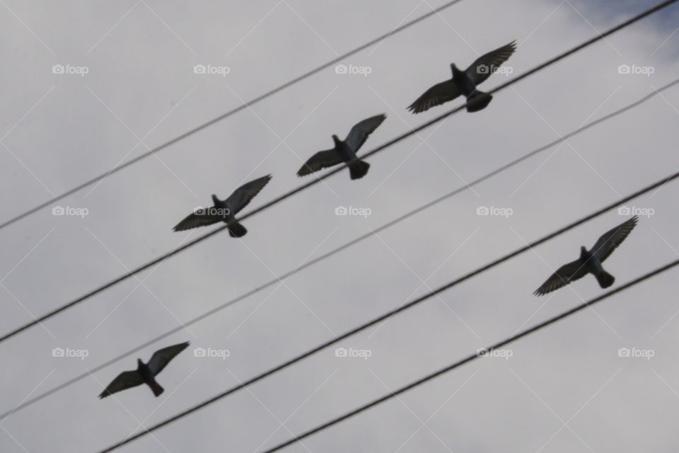 Flying Pigeons.Cuba
