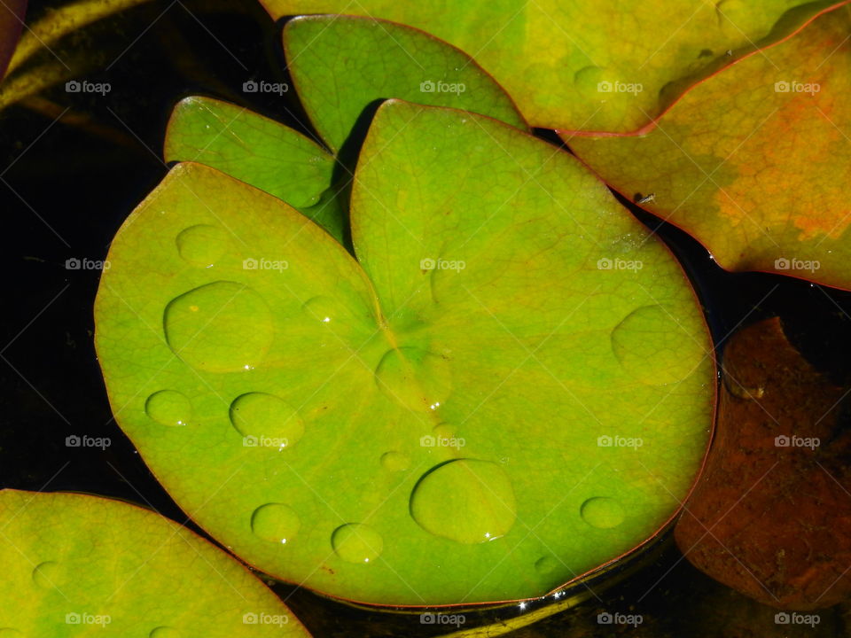 Leaf of waterlilly