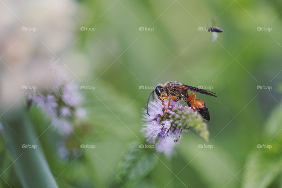 Nature, Insect, Leaf, No Person, Bee