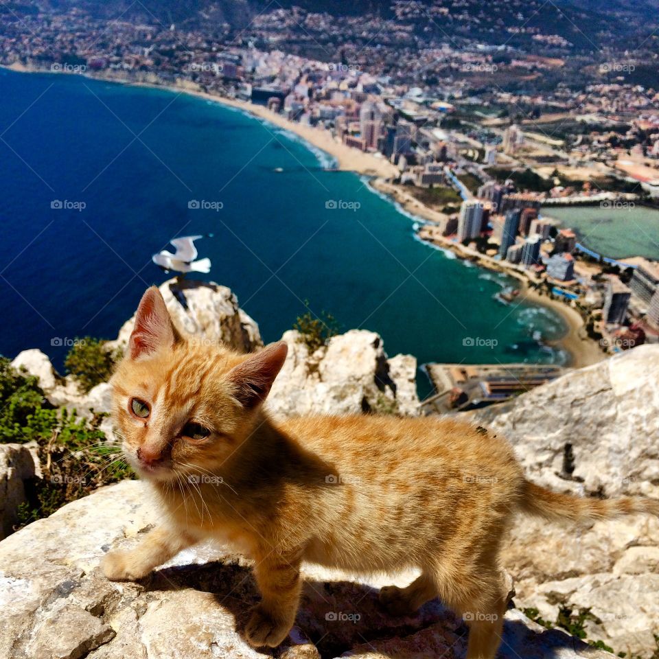 Cats on Calpe. A kitten perched on the Peñon de Ifach, a ginormous rocky structure jutting up from the Mediterranean Sea
