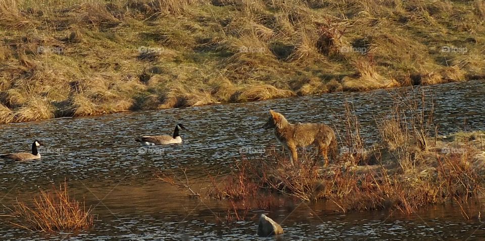 Water, No Person, Wildlife, Mammal, River