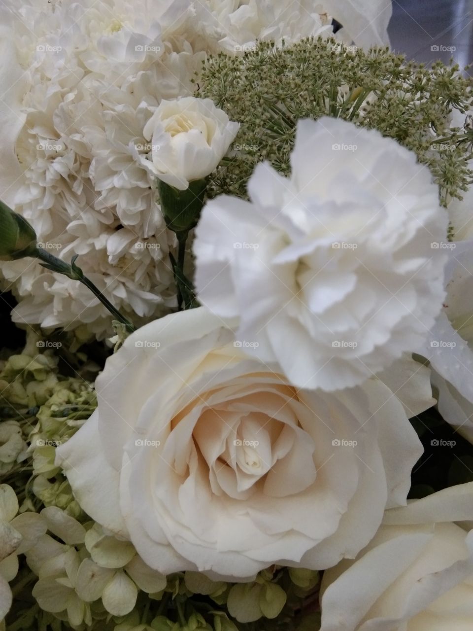 white rose angelir