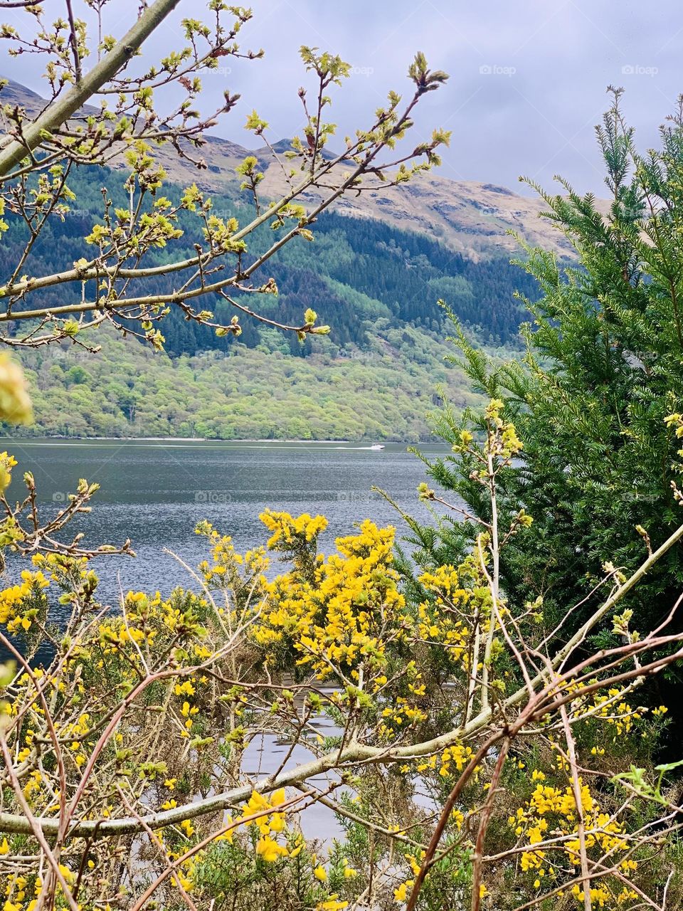Nature Loch Lomond 