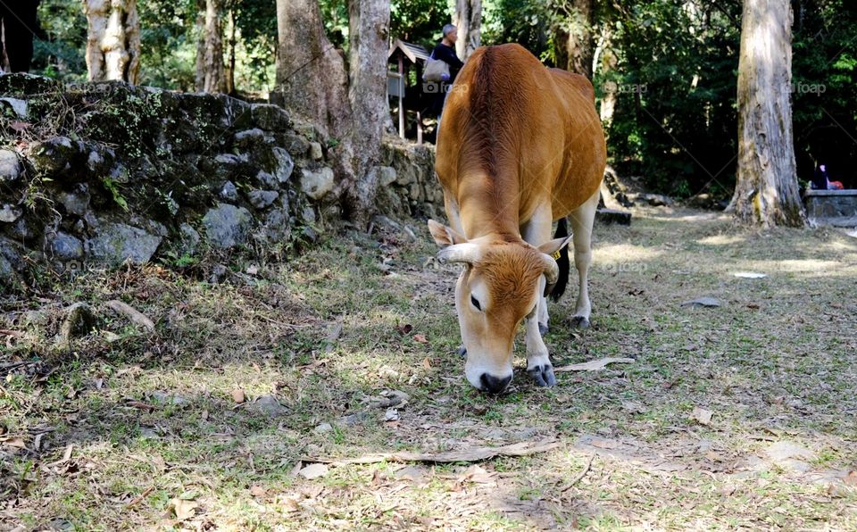 Just find this little cow when hiking at Shing Mun Reservoir.