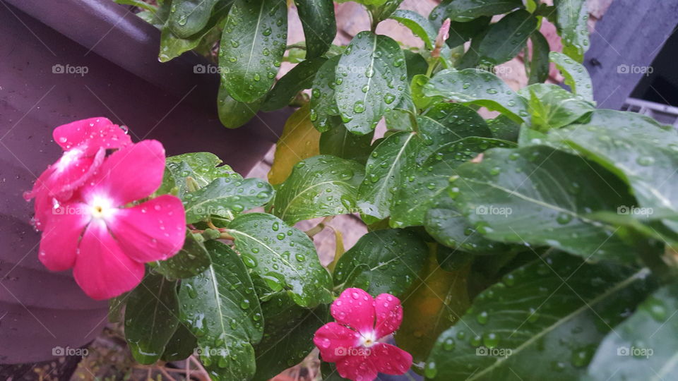 flowers after a summer rain