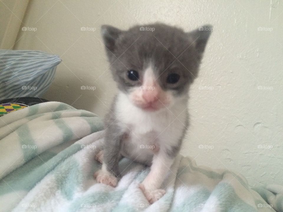 Kitten 