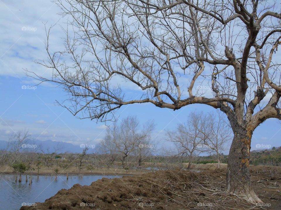 Dryng wood for lowland . Pools areal of fishes & others, such as : mangrofe . Being favorite of kingfisher site and other bird surrounding of . An important of birding site . Not far from the sea, the site also visited by the others species of bird .