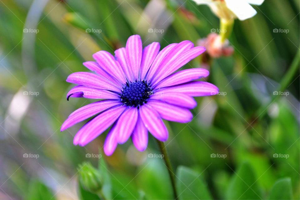 Close-up of pink flower