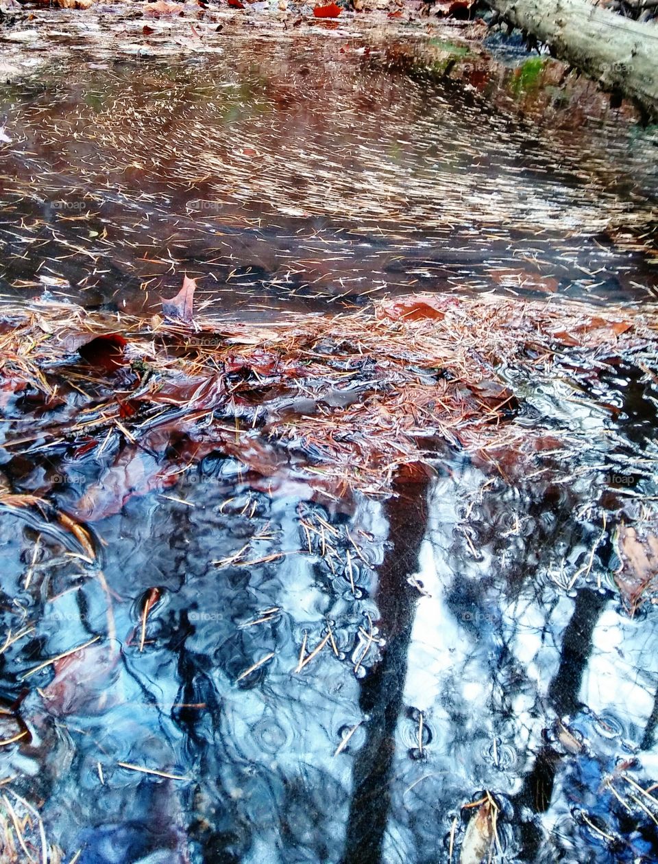 stream running through a forest with pine needles