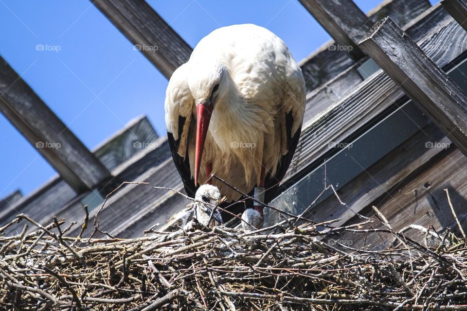 A portrait of a wild stork standing in its nest in front of a house in Belgium. the bird has some baby chicks in its nest.