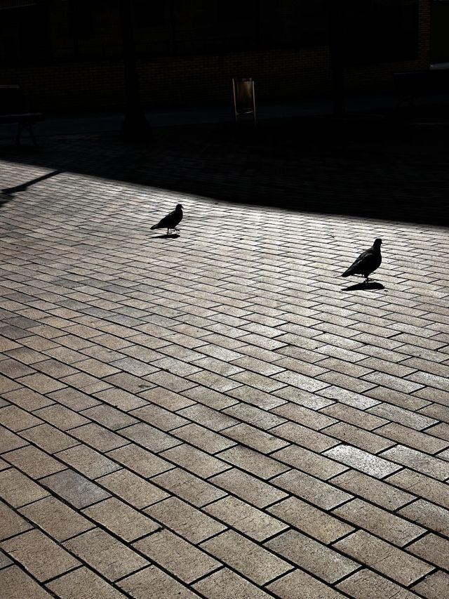 Palomas