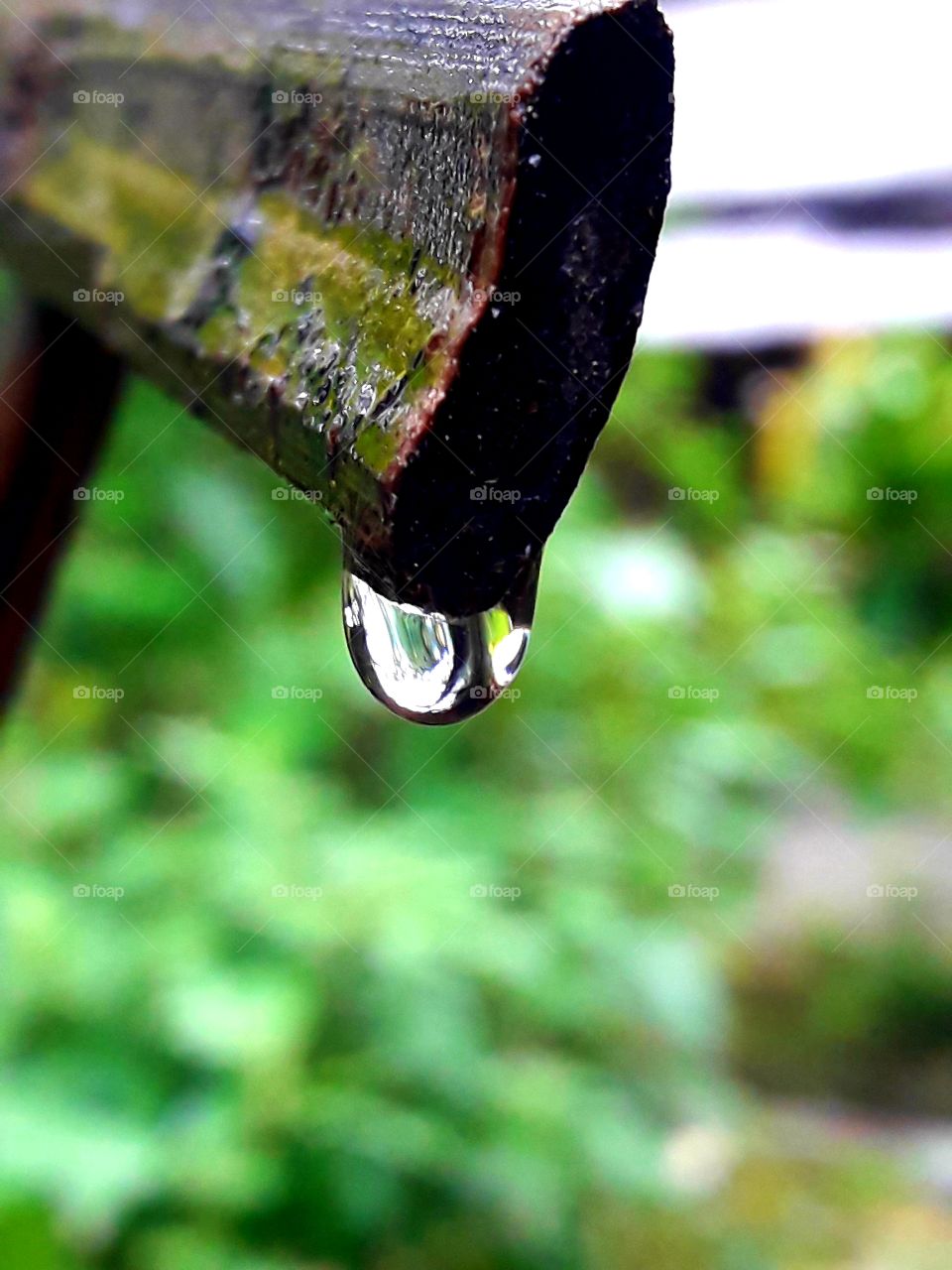 After rain a water drop hanging a old bamboo stick