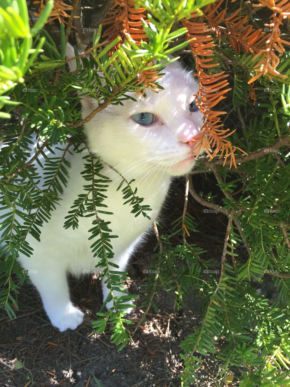Playing outside in the bushes