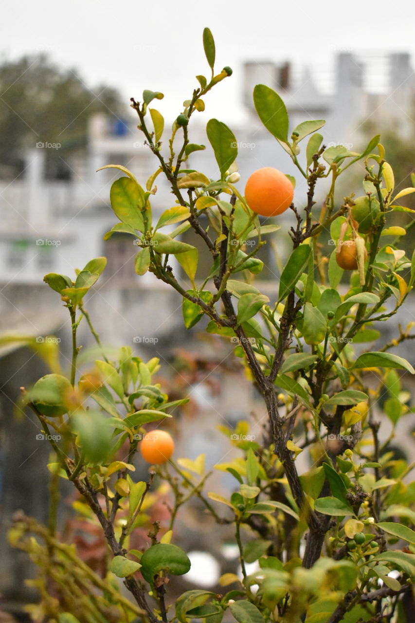 little tree orange fruit