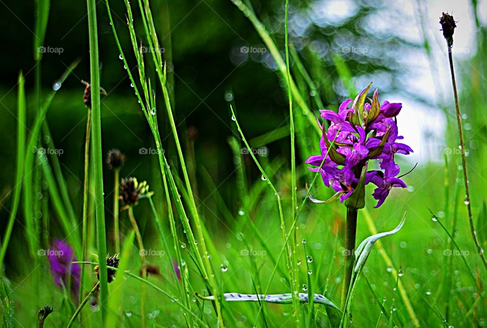 Orchídea Prado Marsh