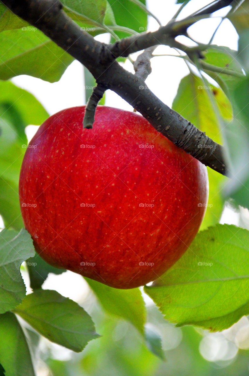 Apple on Branch