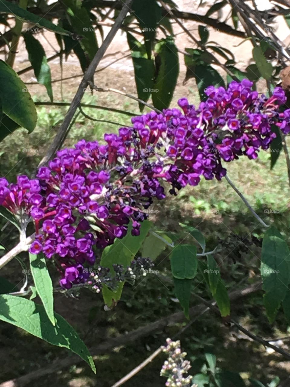 Bloom purple 