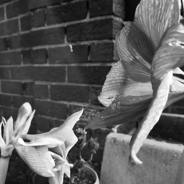 Amaryllis flower