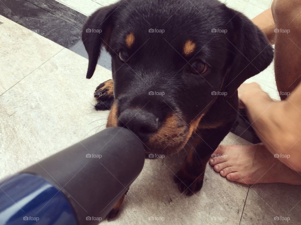 drying puppy with dryer at home