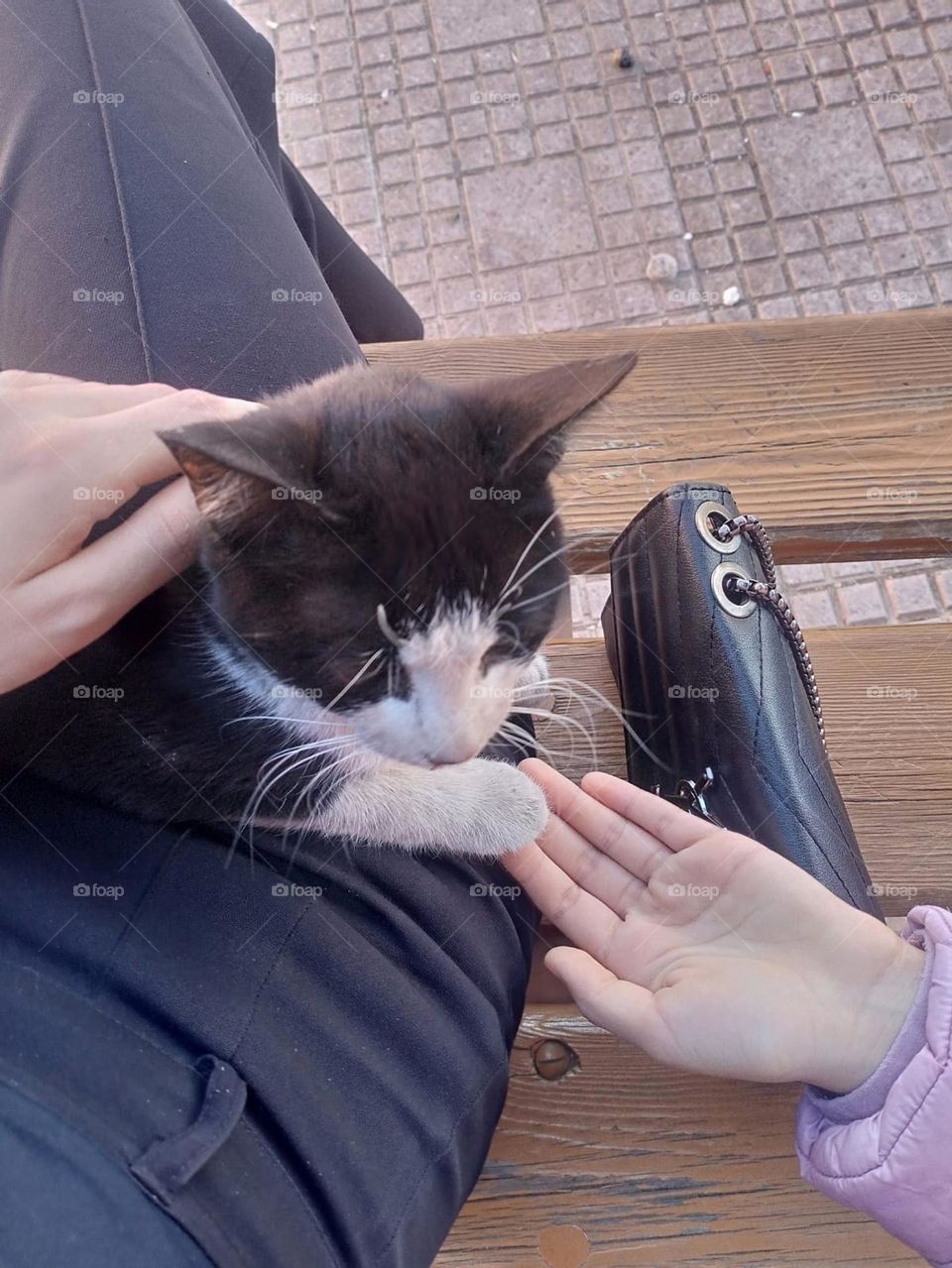 A cat shakes hands with a human