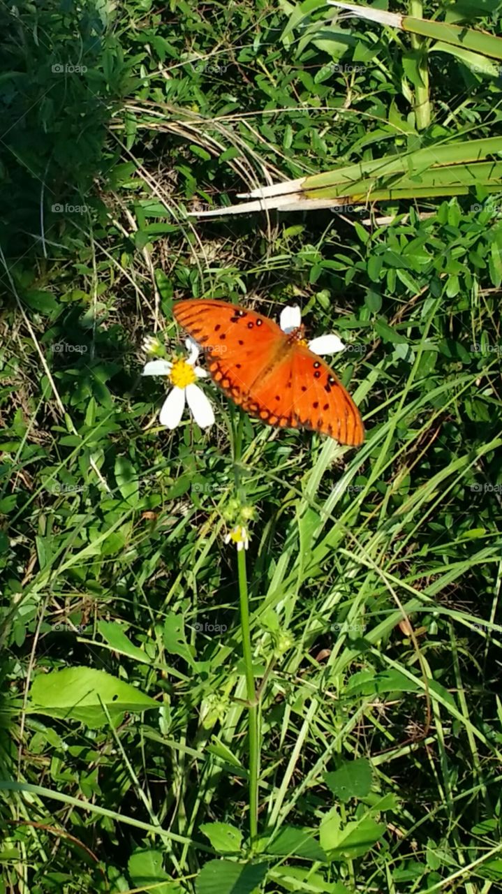 Spring Butterfly