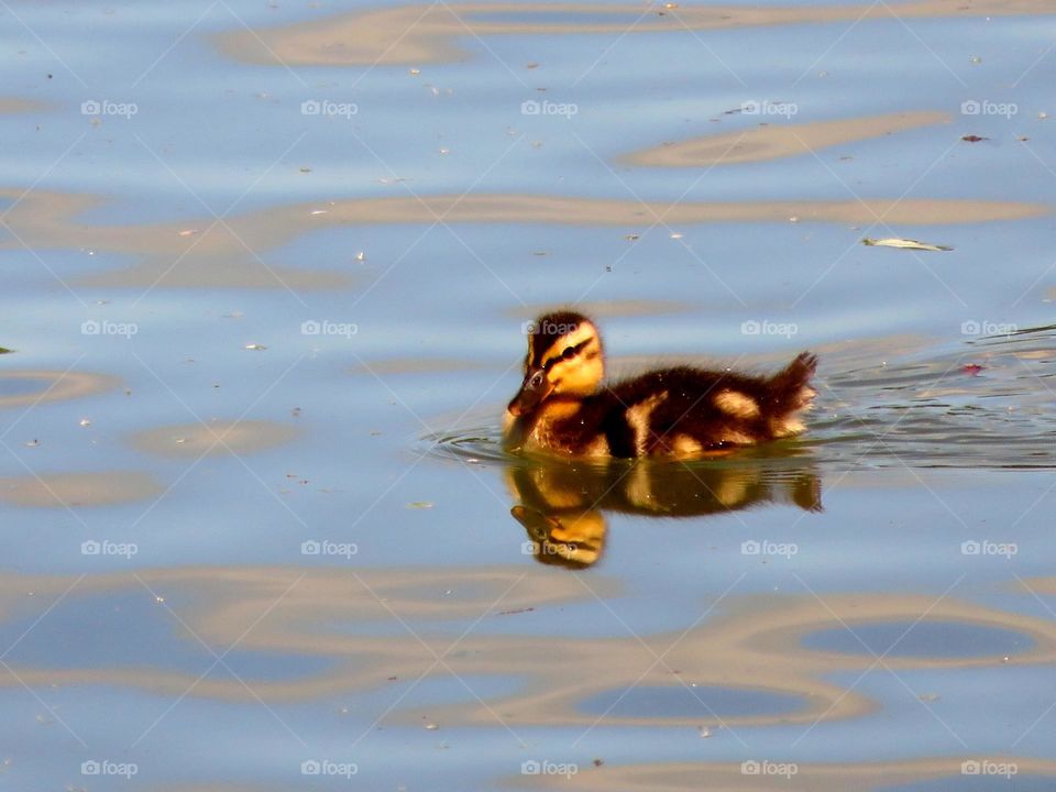 duckling