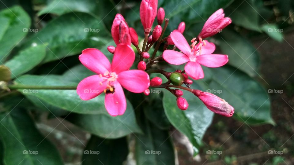 Indonesia beautiful Flower
