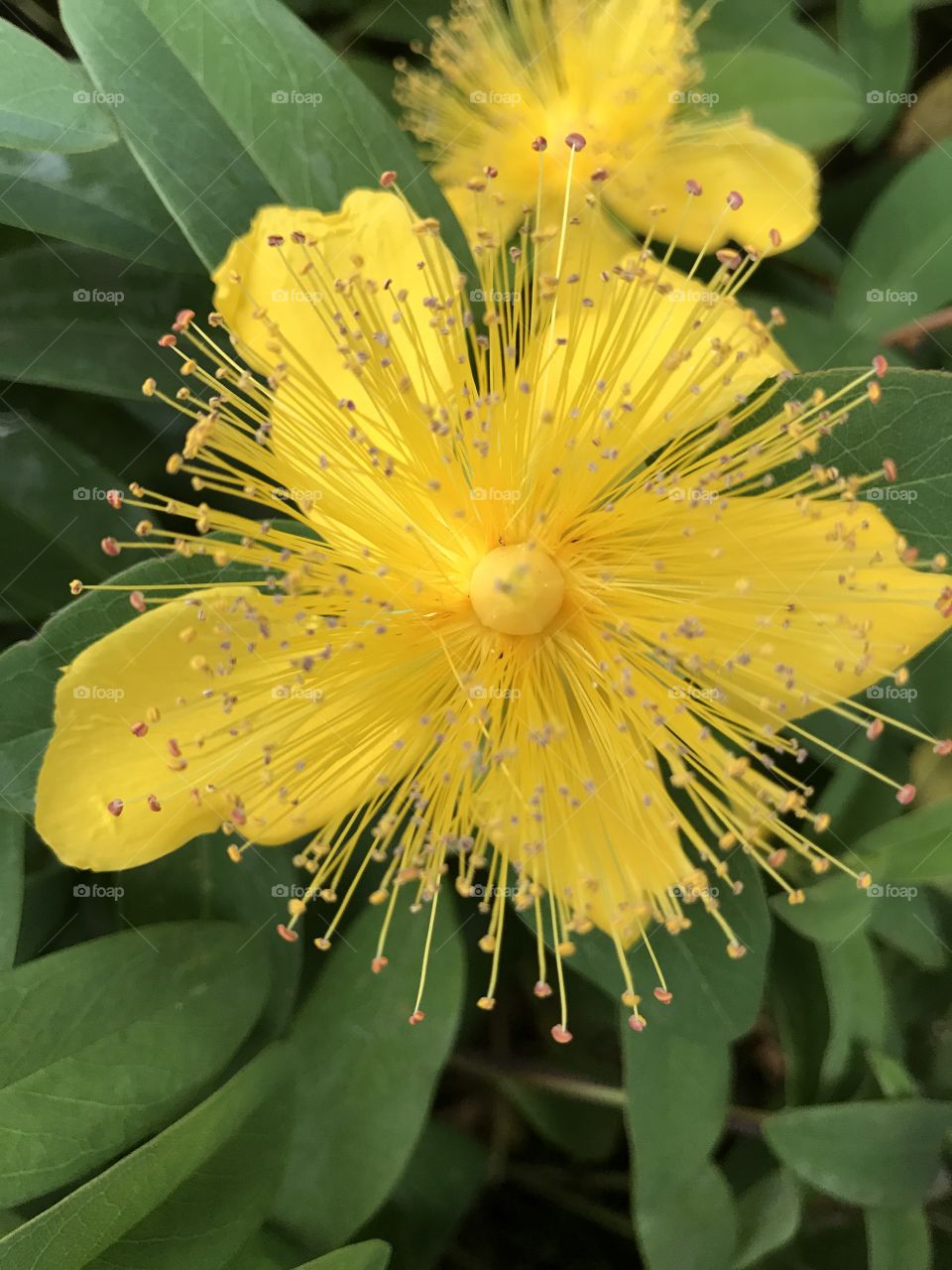 A flower blooming in Renton Washington. I love how the strands look like fiber optic cables.