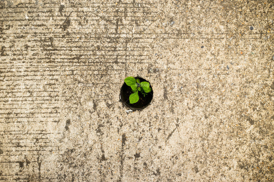 Plant growth in the concrete hole