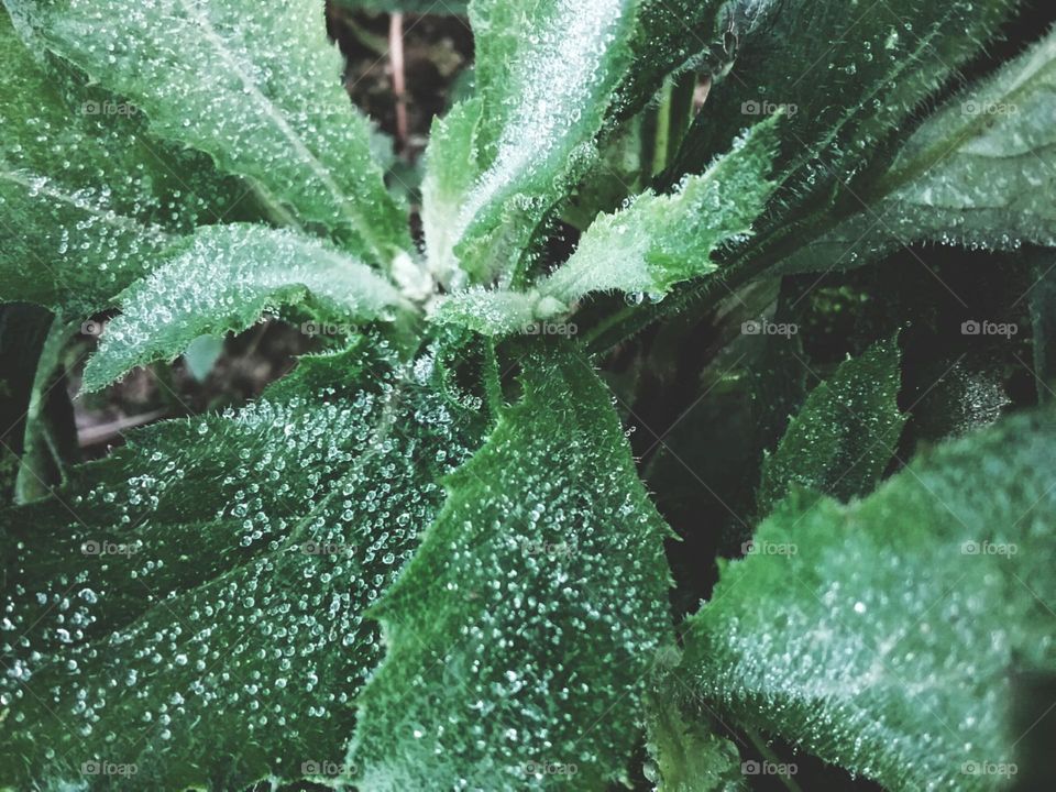 Fresco orvalho no veludo da folha da manhã.