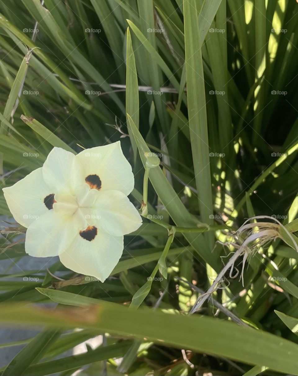Tiger delicate flower hide in the bush 