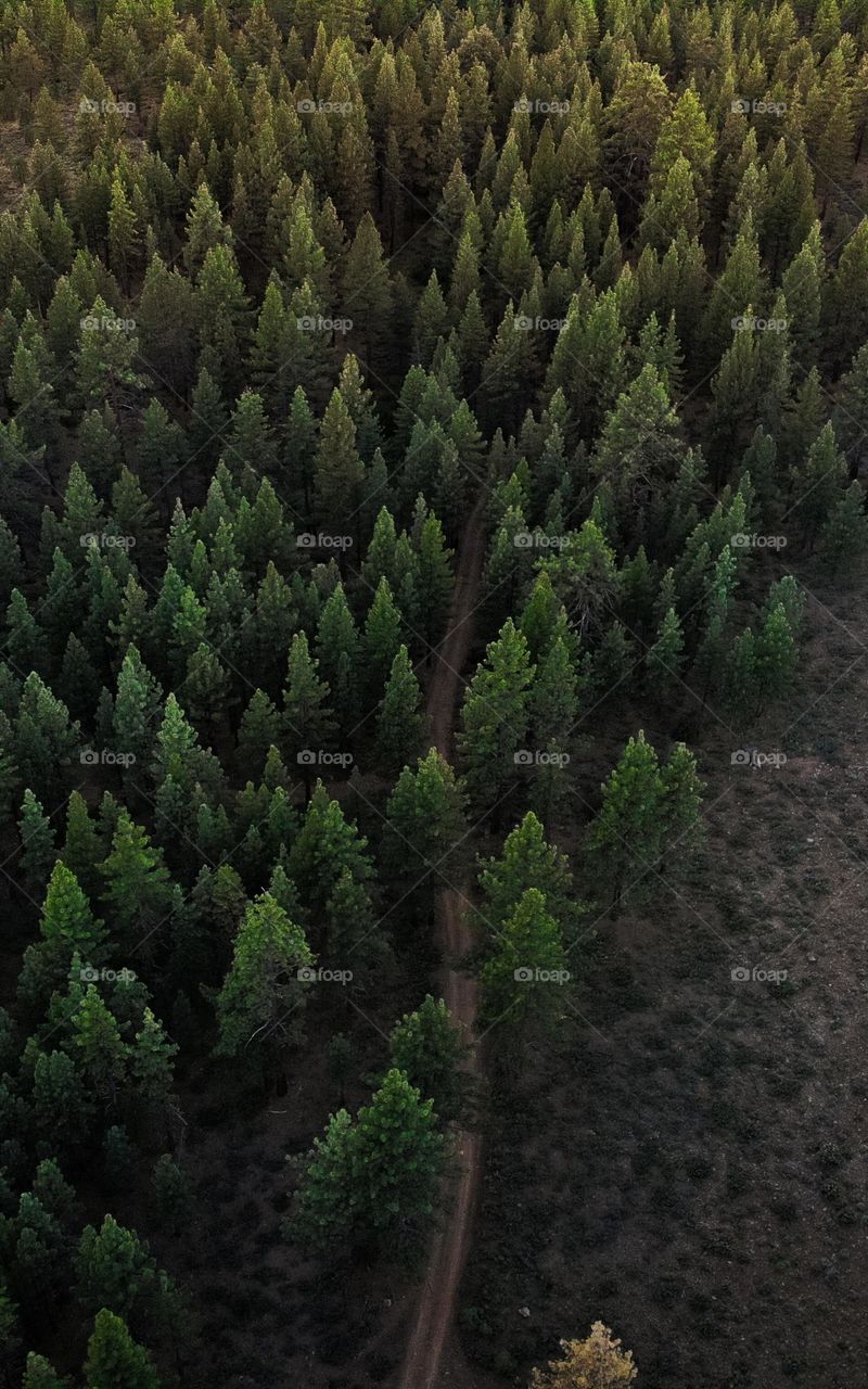 Forests are very important and grow in many places around the world. They are an ecosystem which includes many plants and animals. Temperature and rainfall are the two most important things for forests. Many places are too cold or too dry for them.