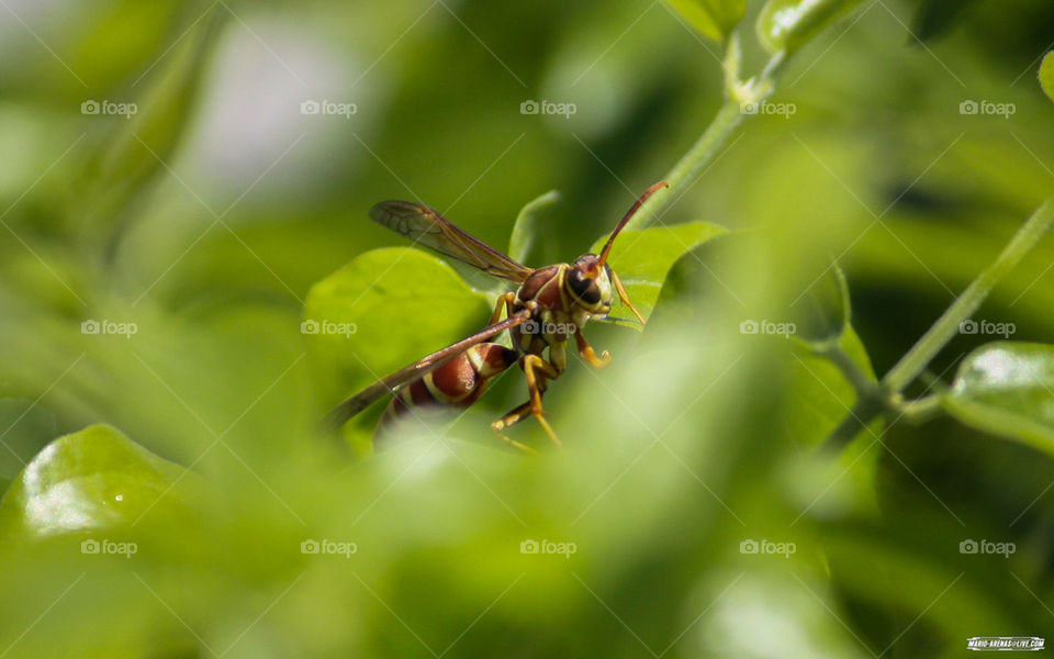 Florida Wasp