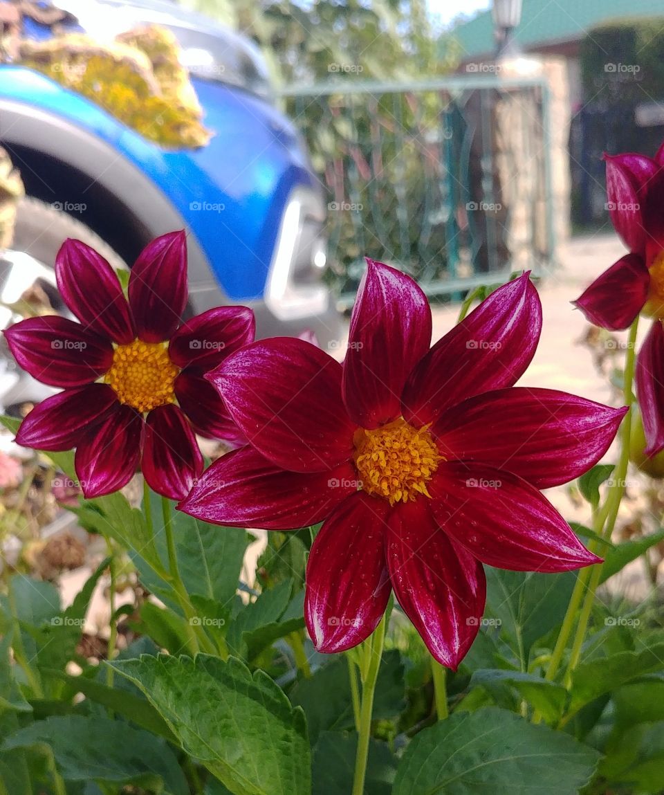 flower blühen Blüten Blume rot beautyful schön