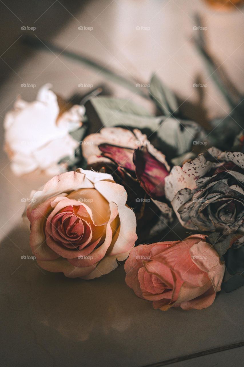 Fallen roses