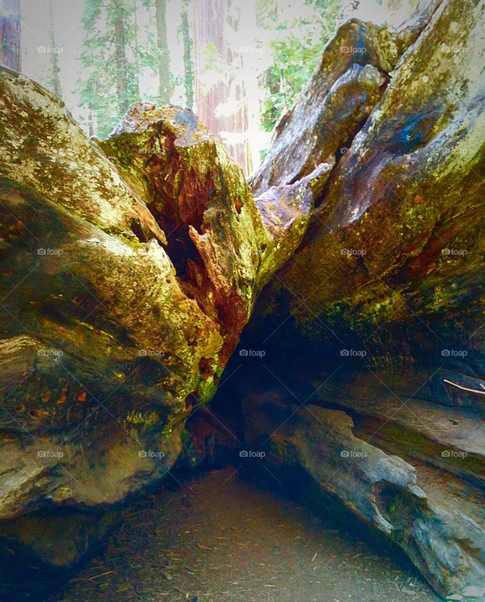 Petrified Wood