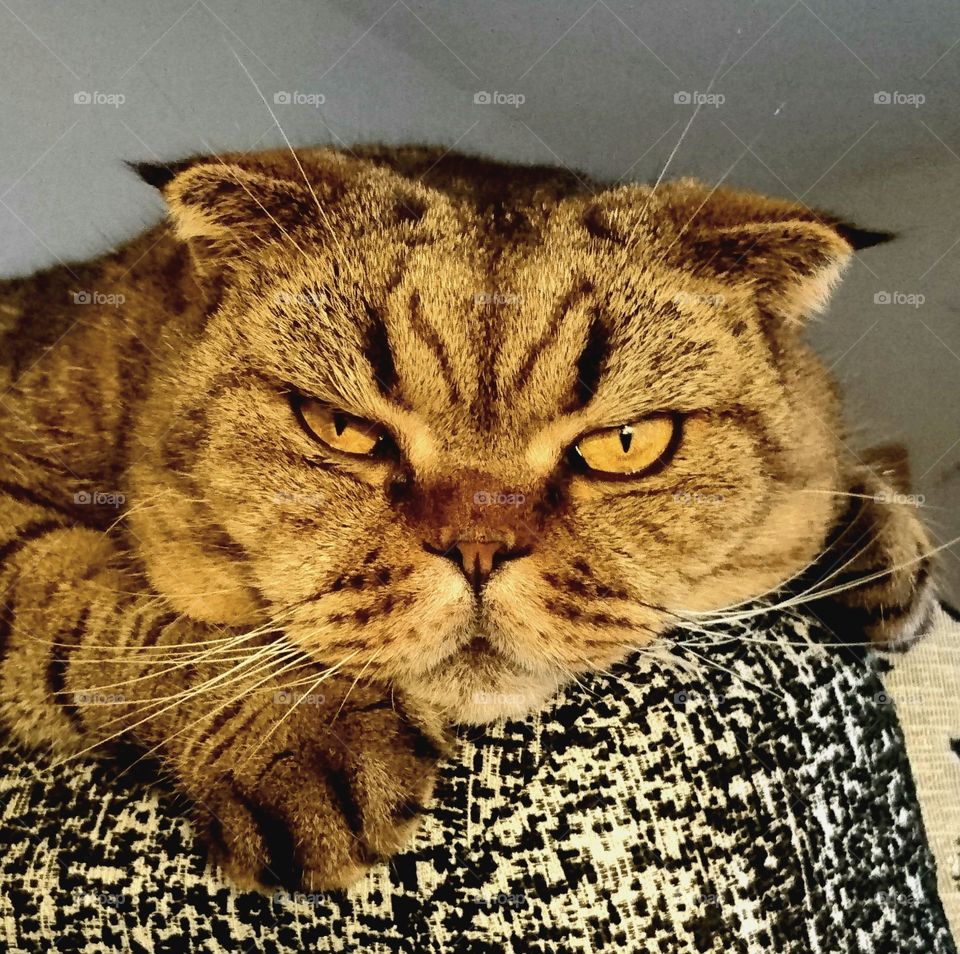 adult scottish fold cat head with sad eyes
