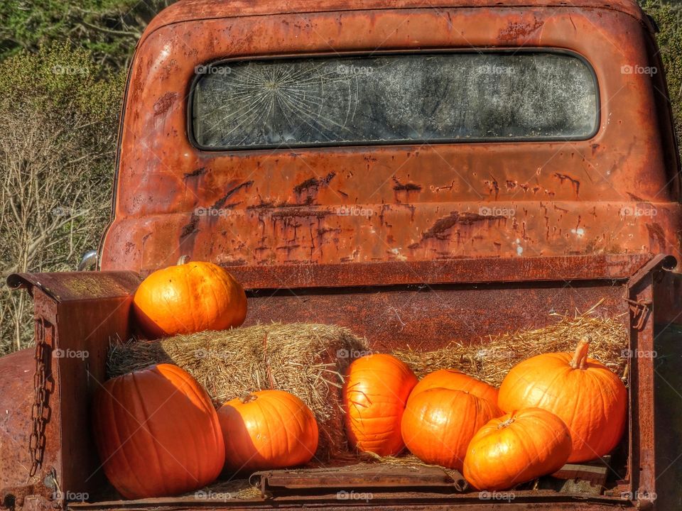 Rusty Old Farm Truck Hauling Pumpkins