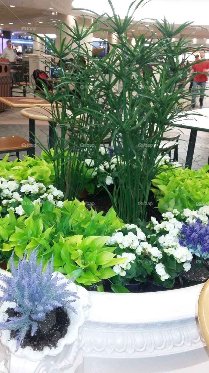 beautiful arrangement for your garden