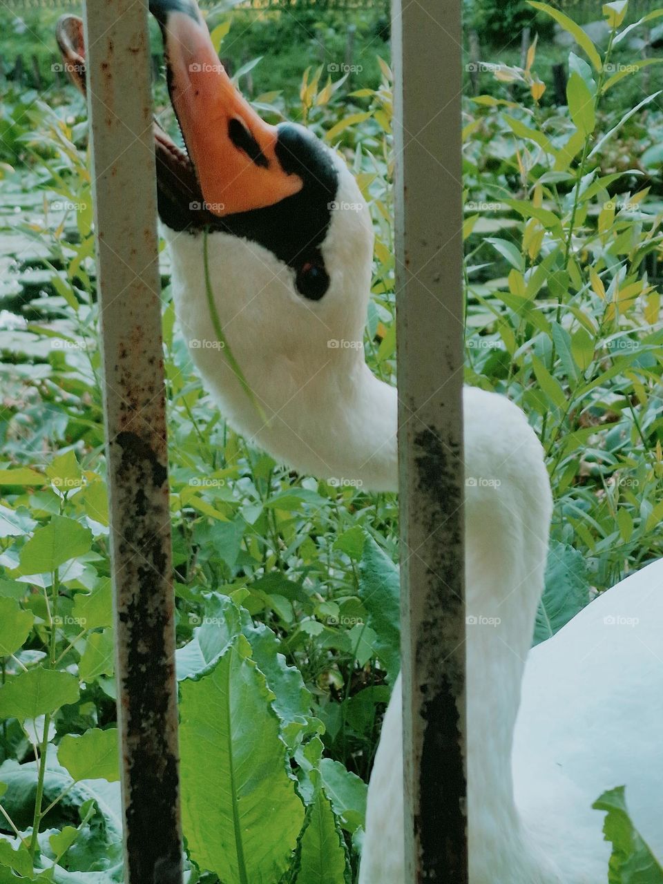 the swan in the park