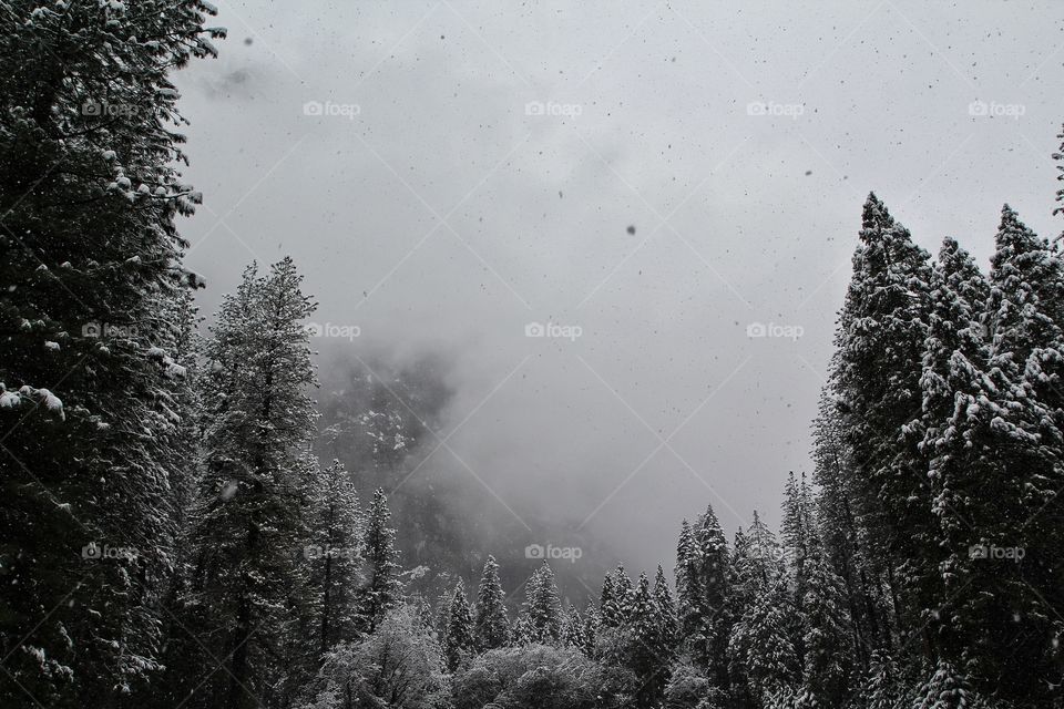 Yosemite morning fog