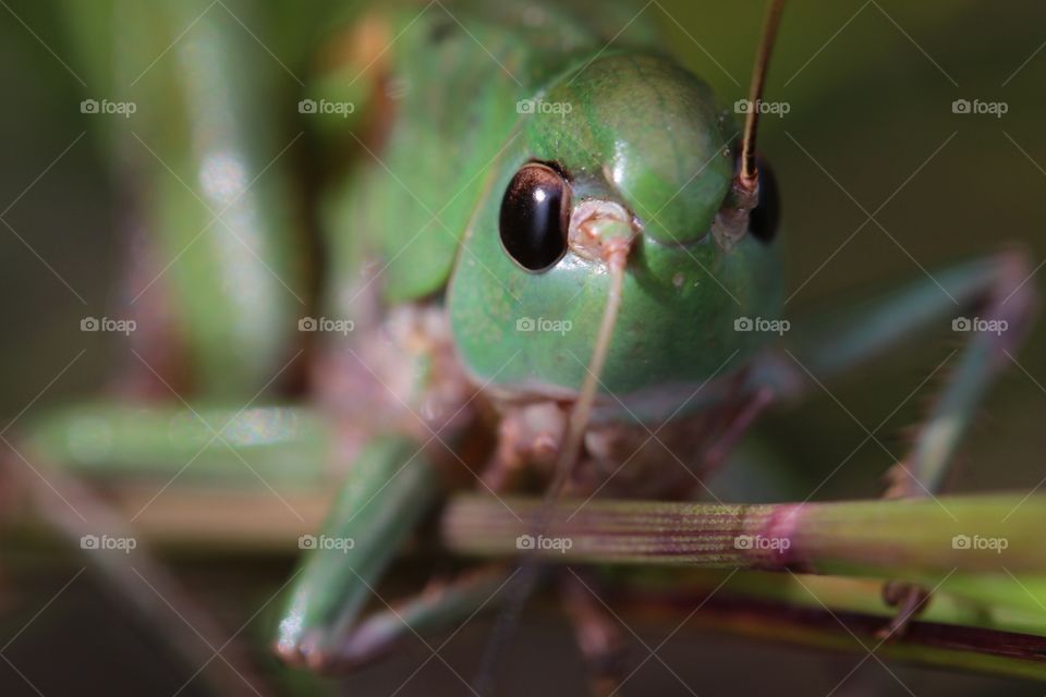 Close-up shot of green grasshopper