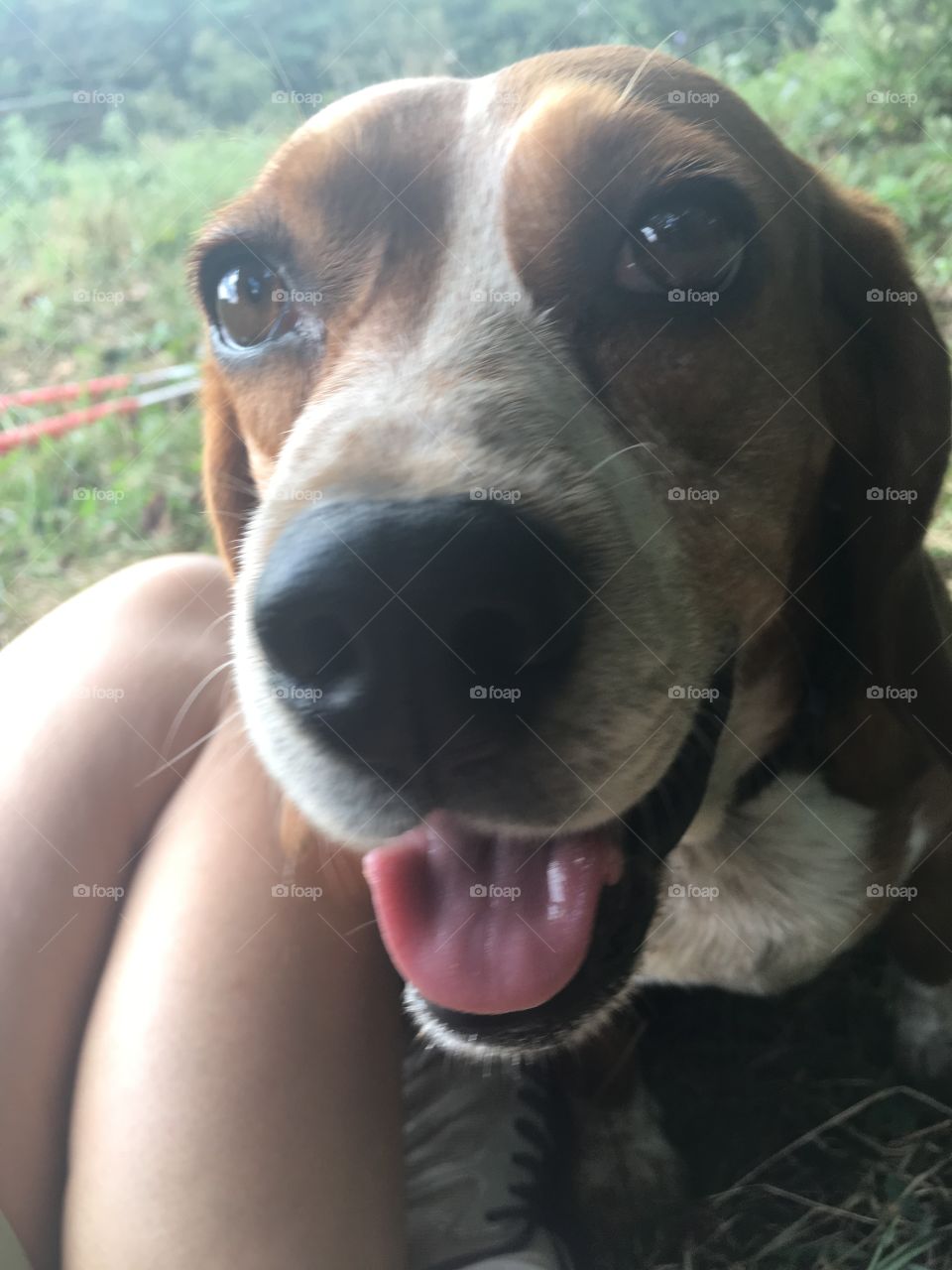 Happy Beagle 