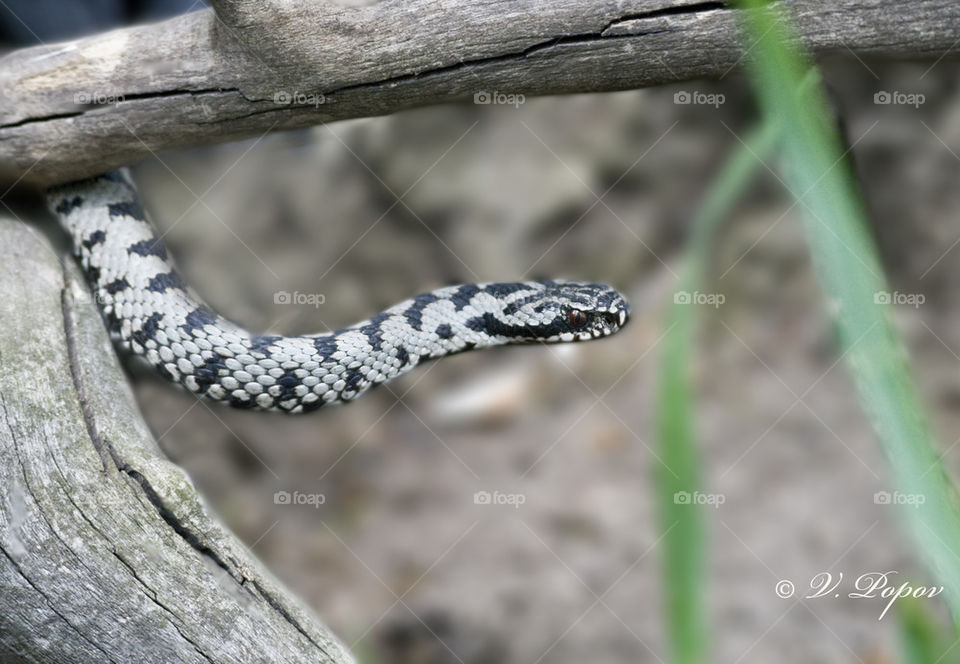 European adder