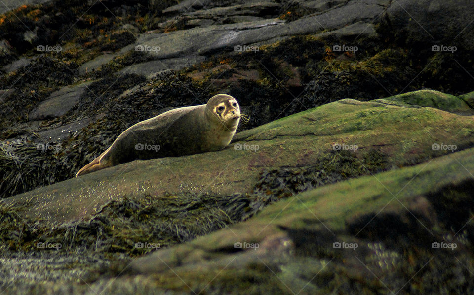 nature scotland sea portrait by resnikoffdavid
