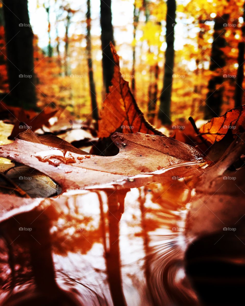 Fallen leaves on the trail